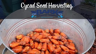 Cycad Seed Harvesting [upl. by Heyward]