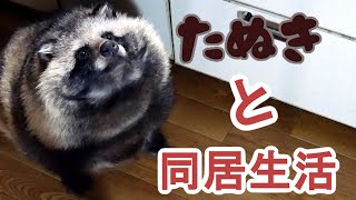 タヌキと2人暮らし 2020 02 16Lives with a Tanuki [upl. by Arnaud192]