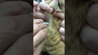 DEER TICK safe removal from a cat at HIGHBURY NORTH PET HOSPITAL [upl. by Gardia]