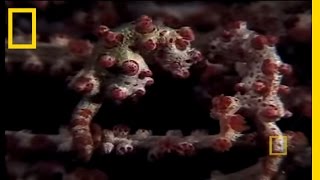 Pygmy Seahorses  National Geographic [upl. by Narual912]