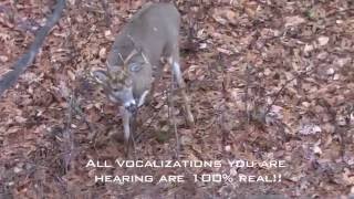 Incredible Whitetail Buck Vocalizations  The Management Advantage [upl. by Alidis637]