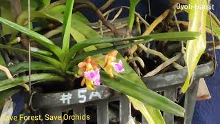 Aerides Flabellata Orchid Species [upl. by Huskamp]