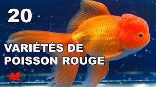 Poisson rouge  Variétés et races [upl. by Azriel714]