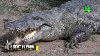 A visit to Paga Crocodile Pond [upl. by Ahsiya]