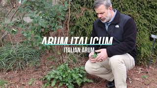 Italian arum Arum italicum  Plant Identification [upl. by Leoni950]