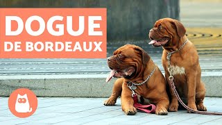 Dogue de Bordeaux  Characteristics and Training [upl. by Zeba]