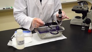 How to Perform a Simple Stain  MCCC Microbiology [upl. by Alage180]