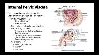 Pelvic Viscera Peritoneum  Learning Objectives [upl. by Amsirac]