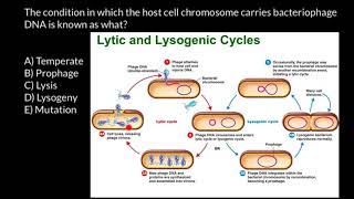 Bacteriophage life cycle [upl. by Willin]