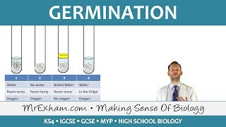 Plant reproduction  Germination  GCSE Biology 91 [upl. by Auqinom]