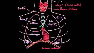 À la découverte des poumons [upl. by Bannasch601]