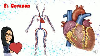 El sistema Circulatorio para niños [upl. by Ardnuhs]