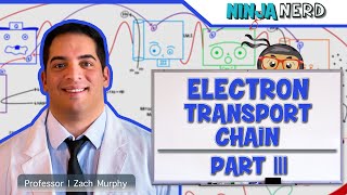 Metabolism  Electron Transport Chain DETAILED  Part 3 [upl. by Vanhook]