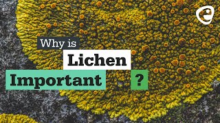 Why is Lichen important [upl. by Analla]