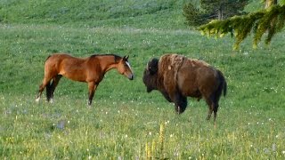 Bison meets horses Part 2 Nose touch [upl. by Elleret]