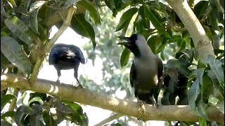 Very Loud crowing sounds of crow birds [upl. by Nyrrat]