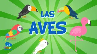 LAS AVES  Vídeos Educativos para Niños [upl. by Naujej]