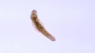 In A Minute Science Planaria [upl. by Aikemot]