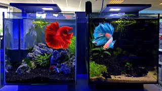 Betta Tank Setup Ideas  Betta Fish Tank Setup [upl. by Gabie719]