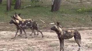 wild dogs of selous on a killing spree [upl. by Okkin527]