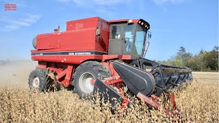 CASE IH 1660 AxialFlow Combine Harvesting Soybeans [upl. by Ragg272]