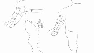 Dermatomes Draw it to Know it Neuroanatomy [upl. by Paulo408]