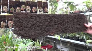 OrchidWeb  Tree Fern for Orchids [upl. by Budge]