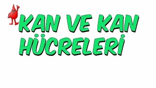 10dkda KAN VE KAN HÜCRELERİ  6Sınıf [upl. by Pavlov]