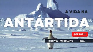 Além do Gelo Pinguins e Segredos Marinhos na Fascinante Antártida [upl. by Joy]