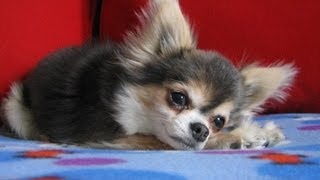 Dog Heart Attack  Chihuahua with congestive heart failure [upl. by Willie278]