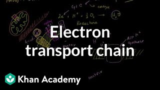 Electron Transport Chain [upl. by Woods]