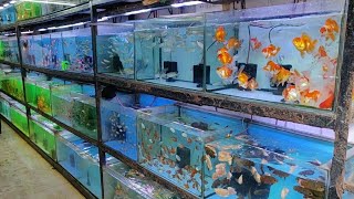 Aqua Planet Aquarium Fish Shop [upl. by Gitlow]