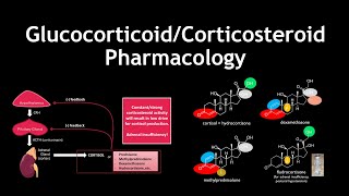 Glucocorticoid and Corticosteroid Pharmacology and Medicinal Chemistry [upl. by Eduam506]