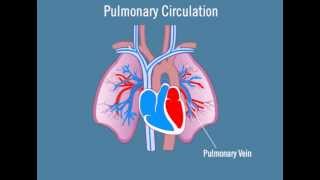 Pulmonary Circulation [upl. by Aisanat]