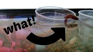 BETTA FISH JUMPING Out Of Cup Into Tank [upl. by Ytsirt]