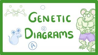 GCSE Biology  Genetic Diagrams 73 [upl. by Coleman380]