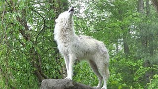 What 30 Wolves Howling Sounds Like [upl. by Misha]