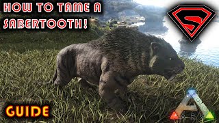 ARK HOW TO TAME A SABERTOOTH 2020  EVERYTHING YOU NEED TO KNOW ABOUT TAMING A SABERTOOTH [upl. by Blase438]