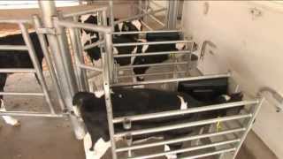 GEA Farm Technologies  DairyFeed Automated Calf Feeders [upl. by Norud]