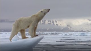 Best Polar Bear Moments  Part 1  BBC Earth [upl. by Anon810]