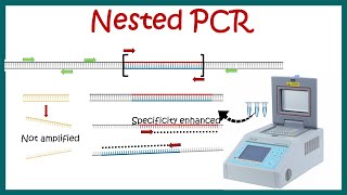 Nested PCR  Principle and usage [upl. by Adams]