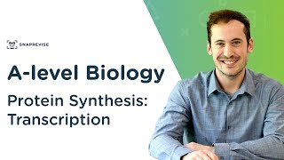 Protein Synthesis Transcription  Alevel Biology  OCR AQA Edexcel [upl. by Nareht]