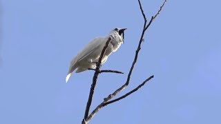 White bellbirds produce loudest bird call ever recorded [upl. by Acirred]