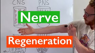 Nerve Regeneration  Spinal Cord vs Peripheral Nerves [upl. by Melloney]