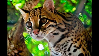 Ocelot  Leopardus pardalis  Voice [upl. by Rubio766]