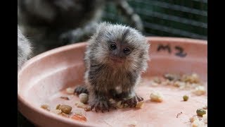 Cute Monkeys Part 45  Free and happy time with Funny Baby Pygmy Marmoset Finger Monkey 2018 [upl. by Nosna848]