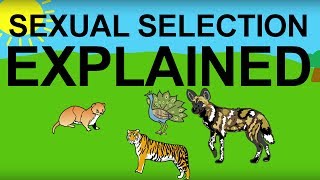 Sexual Selection Explained Evolution 101 [upl. by Eiramit774]