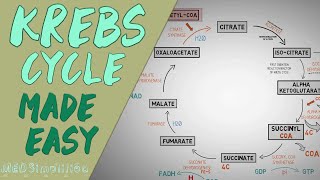 KREBS CYCLE MADE EASY  Krebs cycle Simple Animation Carbohydrate Metabolism Lesson [upl. by Enirehtac184]