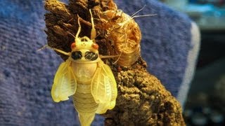 17 Year Cicadas Hatching Timelapse [upl. by Threlkeld]