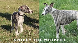 Meet Snilly Whippet Puppy to 1 Year Old [upl. by Yddeg]